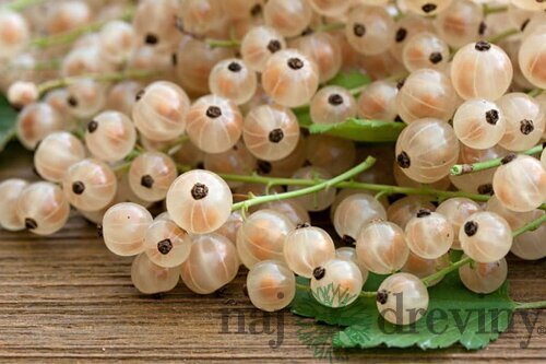 Ríbezľa kríčková Bianca biela, v črepníku Ribes niveum Bianca