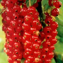 Ríbezľa kríčková Jomkheer červená, v črepníku Ribes