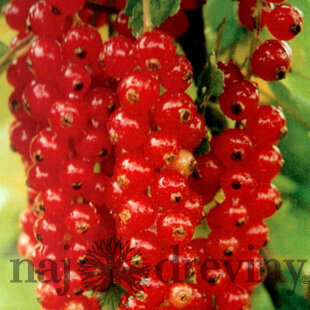 Ríbezľa kríčková Jomkheer červená, v črepníku Ribes