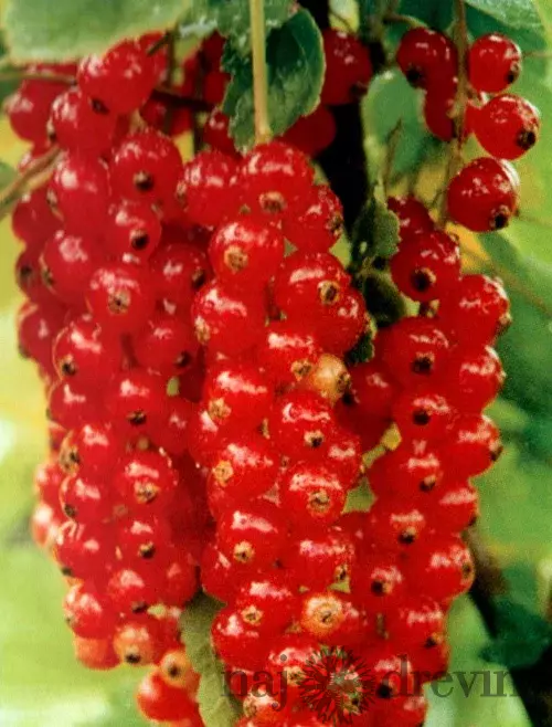 Ríbezľa kríčková Jomkheer červená, v črepníku Ribes