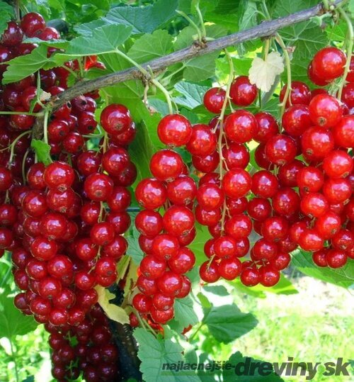 Ríbezľa (kríčková) Jonkheer van Tets, 60/80 cm v črepníku 3l Ribes rubus Jonkheer van Tets