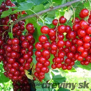 Ríbezľa (kríčková) Jonkheer van Tets, 60/80 cm v črepníku 3l Ribes rubus Jonkheer van Tets