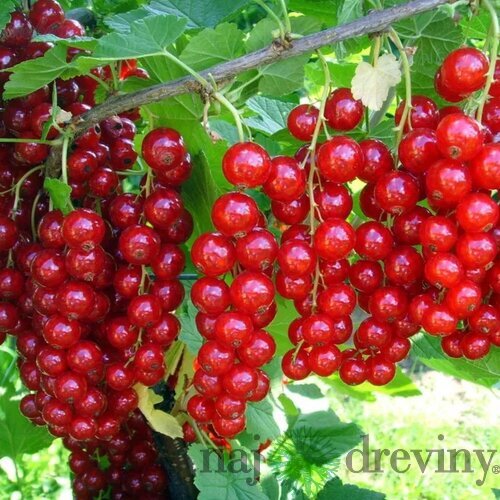 Ríbezľa (kríčková) Jonkheer van Tets, 60/80 cm v črepníku 3l Ribes rubus Jonkheer van Tets