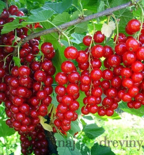Ríbezľa (kríčková) Jonkheer van Tets, 60/80 cm v črepníku 3l Ribes rubus Jonkheer van Tets