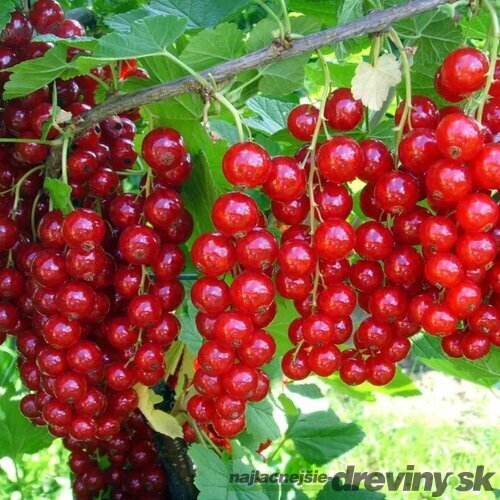 Ríbezľa (kríčková) Jonkheer van Tets, 60/80 cm v črepníku 3l Ribes rubus Jonkheer van Tets