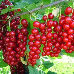 Ríbezľa (kríčková) Jonkheer van Tets, 60/80 cm v črepníku 3l Ribes rubus Jonkheer van Tets