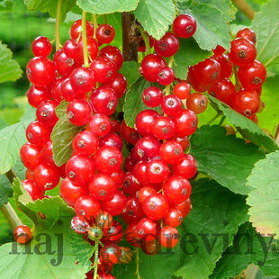 Ríbezľa (kríčková) Jonkheer van Tets, voľnokorenná Ribes Jonkheer van Tets