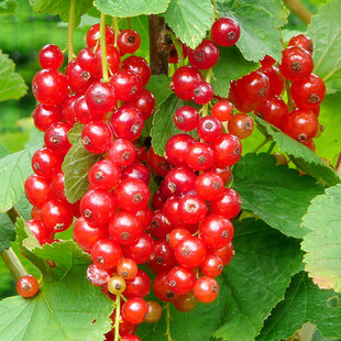 Ríbezľa (kríčková) Jonkheer van Tets, voľnokorenná Ribes Jonkheer van Tets