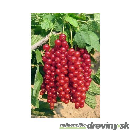 Ríbezľa kríčková Rovada červená, výška 60/80 cm, v črepníku 3l Ribes rubrum Rovada