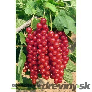 Ríbezľa kríčková Rovada červená, výška 60/80 cm, v črepníku 3l Ribes rubrum Rovada