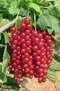 Ríbezľa kríčková Rovada červená, výška 60/80 cm, v črepníku 3l Ribes rubrum Rovada