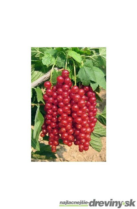 Ríbezľa kríčková Rovada červená, výška 60/80 cm, v črepníku 3l Ribes rubrum Rovada