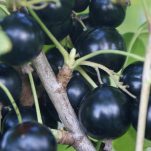 Ríbezľa (kríčková) Tisel, voľnokorenná Ribes Tisel