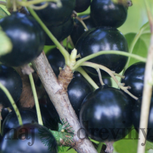 Ríbezľa (kríčková) Tisel, voľnokorenná Ribes Tisel