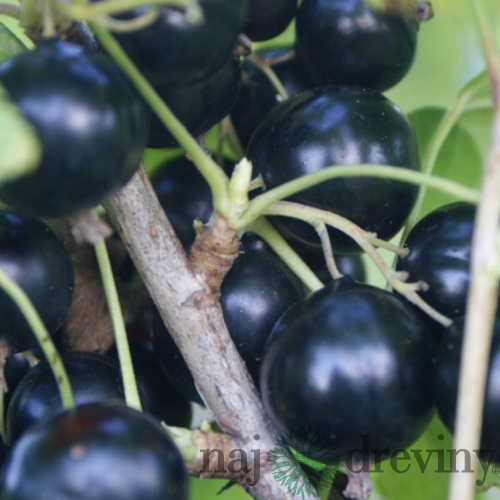 Ríbezľa (kríčková) Tisel, voľnokorenná Ribes Tisel