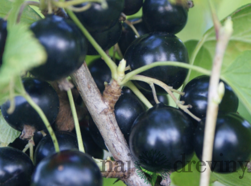 Ríbezľa (kríčková) Tisel, voľnokorenná Ribes Tisel