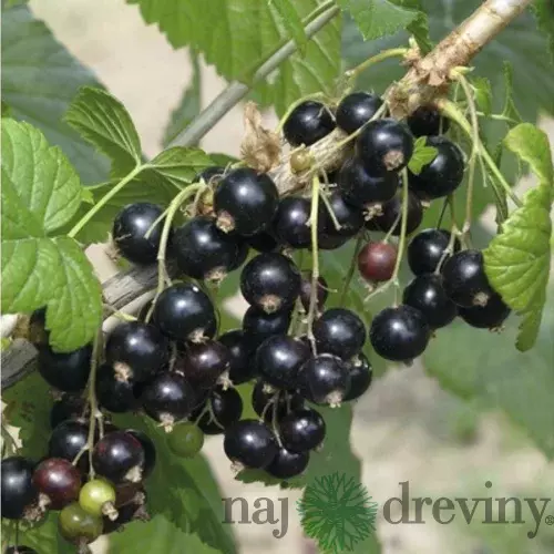 Ríbezľa kríčková Titania čierna, výška 55/65 cm, v črepníku Ribes nigrum Titania