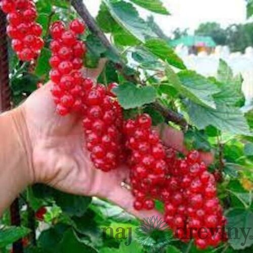 Ríbezľa Rovada červená, na kmienku 100 cm, v črepníku 3,5l Ribes rubrum Rovada