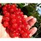 Ríbezľa stromčeková 110/120 cm, červená v črepníku Ribes rubrum