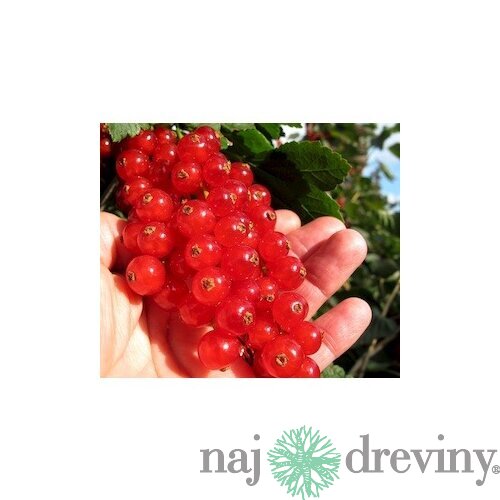 Ríbezľa stromčeková 110/120 cm, červená v črepníku Ribes rubrum