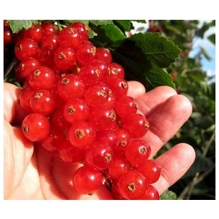 Ríbezľa stromčeková 110/120 cm, červená v črepníku Ribes rubrum