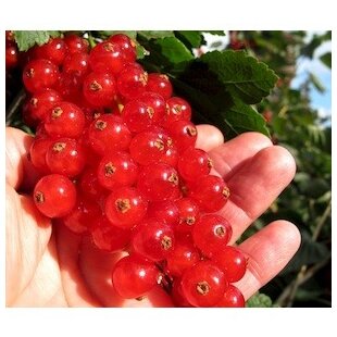 Ríbezľa stromčeková 110/120 cm, červená v črepníku Ribes rubrum