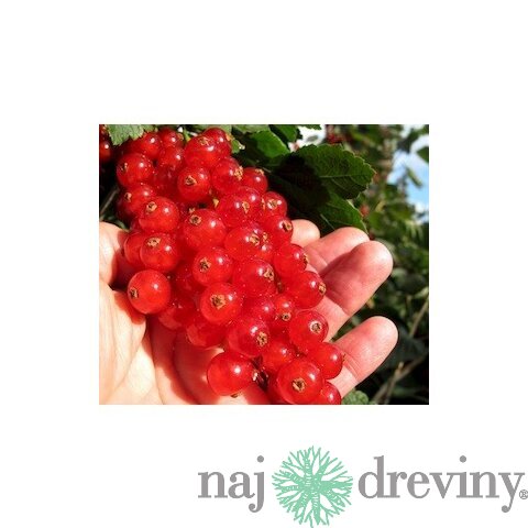Ríbezľa stromčeková 110/120 cm, červená v črepníku Ribes rubrum