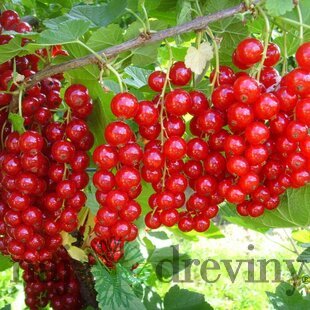 Ríbezľa (stromčeková) Jonkheer Van Tets, voľnokorenná Ribes Jonkheer van Tets