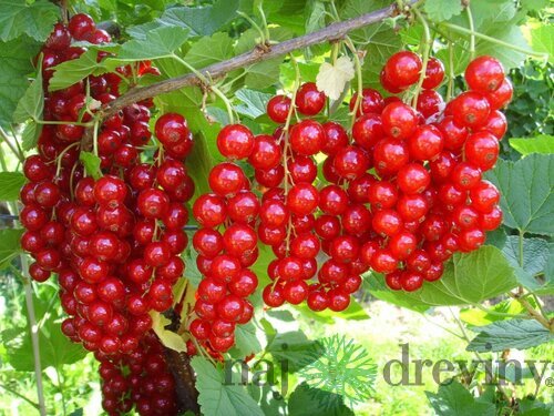 Ríbezľa (stromčeková) Jonkheer Van Tets, voľnokorenná Ribes Jonkheer van Tets