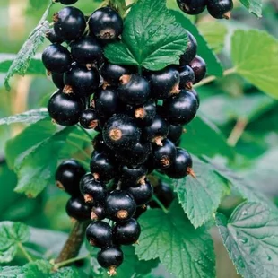 Ríbezľa stromčeková Titania, čierna, v črepníku Ribes nigrum Titania