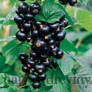 Ríbezľa stromčeková Titania, čierna, v črepníku Ribes nigrum Titania