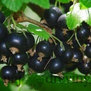 Ríbezľa Tisel čierna, stromčeková, v črepníku Ribes nigrum Tisel