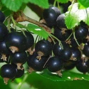 Ríbezľa Tisel čierna, stromčeková, v črepníku Ribes nigrum Tisel