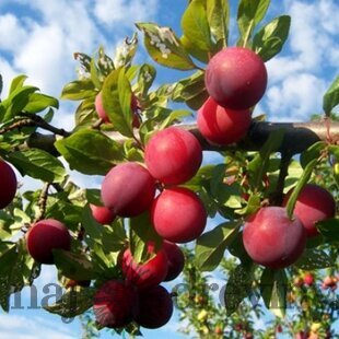 Ringlota japonská Santa Rosa, výška 280/320 cm, v črepníku Prunus Salicina Santa Rosa