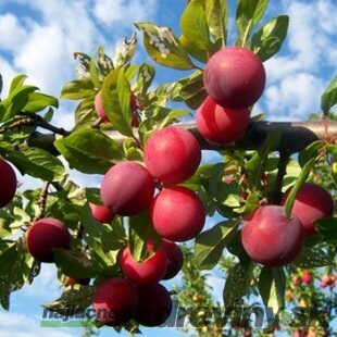 Ringlota japonská Santa Rosa, výška 280/320 cm, v črepníku Prunus Salicina Santa Rosa