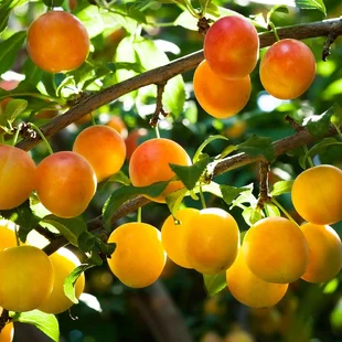 Ringlota Ulena 140/180 cm už rodiaca v 7,5 l črepníku Prunus salicina Ulena