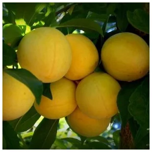 Ringlota ULENA, stredne skorá, výška 160/180 , podpník Alycza, v črepníku 7.5l Prunus domestica ULENA