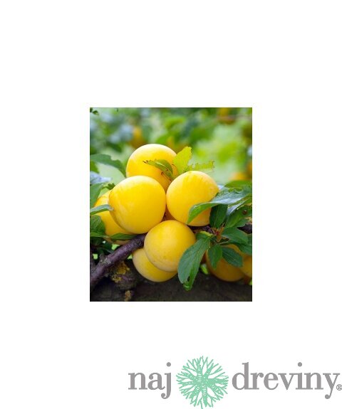 Ringlota Ulena, voľnokorenná Prunus domestica ‘Ulena‘