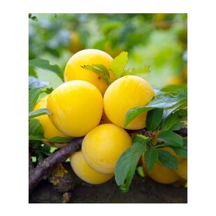 Ringlota Ulena, voľnokorenná Prunus domestica ‘Ulena‘