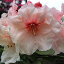 Rododendrón