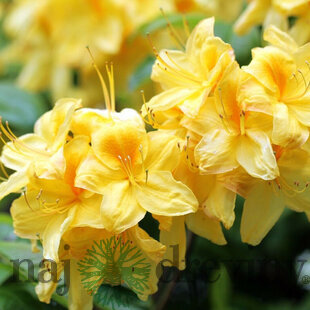 Rododendrón Anneke 40/60 cm v črepníku 5l Rhododendron Anneke