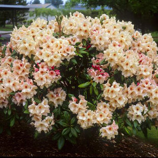 Rododendrón Anouk, výška 15/30 cm, v črepníku Rhododendron Anouk