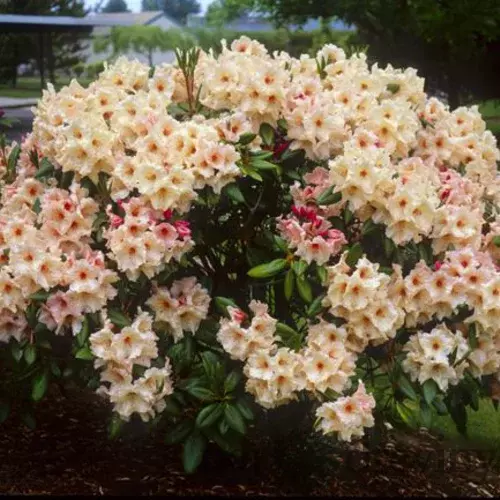 Rododendrón Anouk, výška 15/30 cm, v črepníku Rhododendron Anouk
