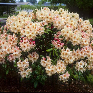 Rododendrón Anouk, výška 15/30 cm, v črepníku Rhododendron Anouk