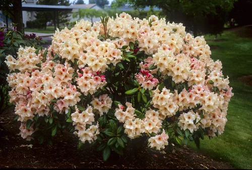 Rododendrón Anouk, výška 15/30 cm, v črepníku Rhododendron Anouk