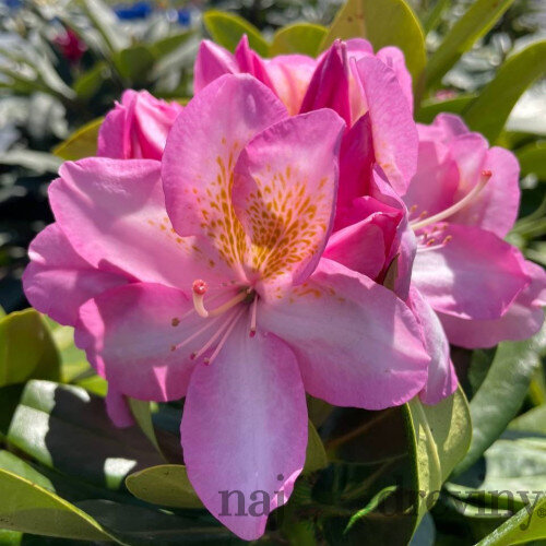 Rododendrón ‘Arkadius‘, výška 15/30 cm, v črepníku Rhododendron ‘Arkadius‘
