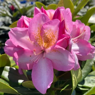 Rododendrón ‘Arkadius‘, výška 15/30 cm, v črepníku Rhododendron ‘Arkadius‘