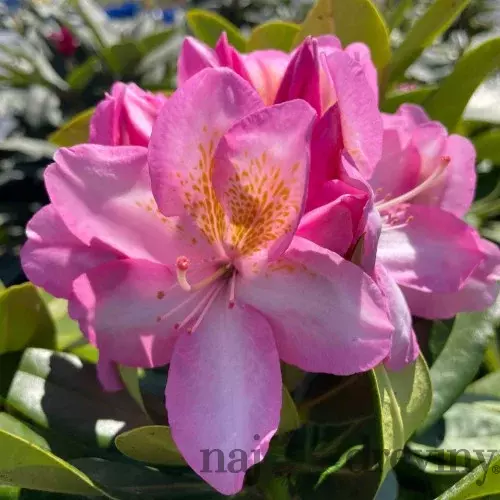 Rododendrón ‘Arkadius‘, výška 15/30 cm, v črepníku Rhododendron ‘Arkadius‘