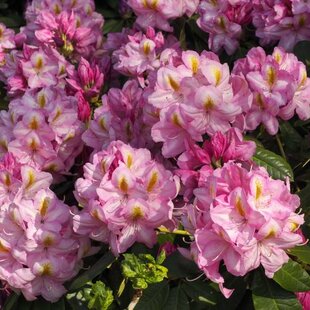 Rododendrón ‘Arkadius‘, výška 15/30 cm, v črepníku Rhododendron ‘Arkadius‘