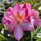 Rododendrón ‘Arkadius‘, výška 15/30 cm, v črepníku Rhododendron ‘Arkadius‘